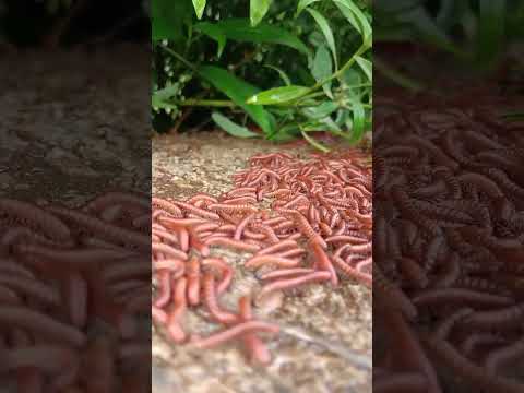 आपने कभी देखा है 🐛🐛🐛  #plants #animals #nature #trendingshorts #kida🐛