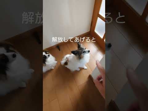 あけて欲しい犬の圧が可愛い #多頭飼い #犬のいる生活 #パピヨン