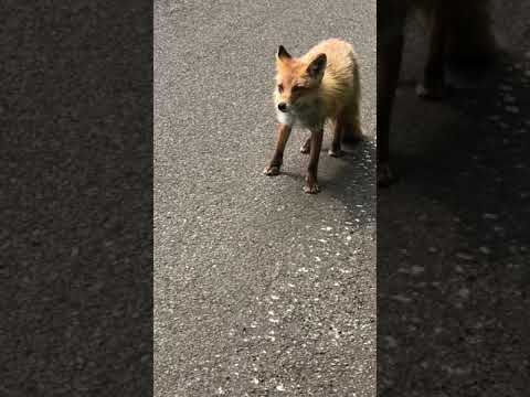 キタキツネに出会いました♪