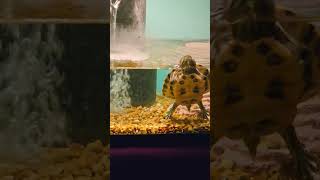 Turtle Time Short 35 #turtle #turtletime #turtlelove