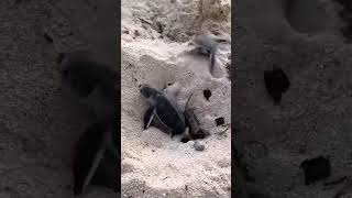Sea Turtle Life Cycle: A Journey of Survival #turtle #nature #sea #animals