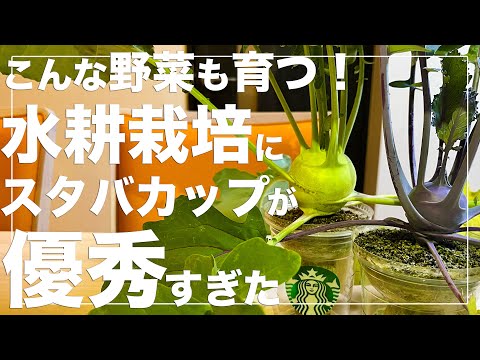 【モンスター級の美味しさ】コールラビをスタバカップで水耕栽培する方法｜種まきから収穫まで！#スタバ栽培 #フラペチーノ