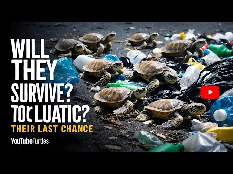 What I Learned from Talking to 10 Experts About Turtle Extinction