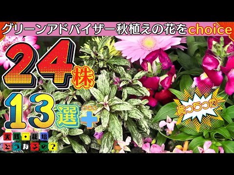 2024買っちった！グリーンアドバイザーが秋植えの花をchoice!!【ガーデニング】13選24株ご紹介！これからの季節をどう育てるのかなどグリーンアドバイザーがご紹介します【園芸】