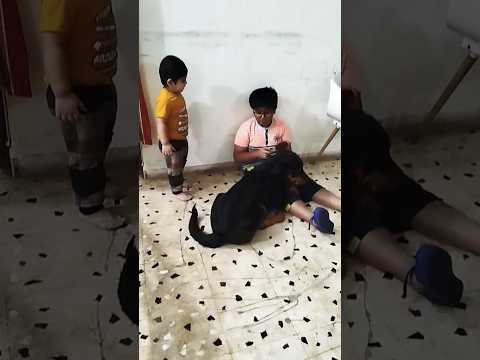 Kids and Rottweiler #short #pets #kids