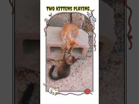 Two Kittens Playing Near A Hollow Block || Kitten play #cat #kitten #cats #catshort