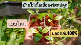 EP.48 ย้ายไม้เนื้อเยื่อลงวัสดุปลูก Part2/2