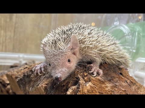 砂浴び姿がとっても可愛い子♪熱帯倶楽部吉祥寺店