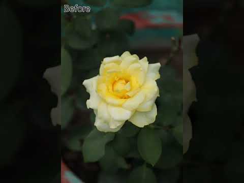 Flower photography  photographs ❤️❤️before And after pics..