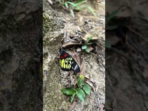 獅子子山之旅，偶遇蝴蝶🦋
