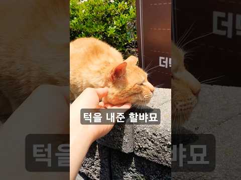 할뱌묘 하이~#브이로그 #고양이 #집사
