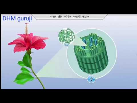 जटील स्थायी ऊतक कैसे कार्य करते है? || How to Complex Permanent Tissues Work?