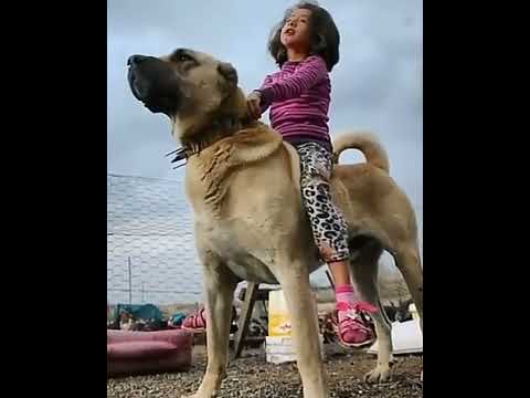 Kangal dog is very powerful #short #Dogs #funnydog #puppy