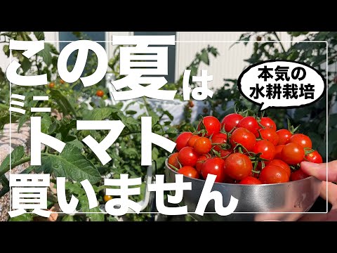 【家庭菜園の夢】1株で1000個以上のミニトマトが収穫出来る最強バケツ水耕栽培｜種まきから収穫まで解説