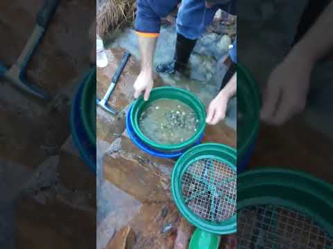 Prospecting With Jayrod # #goldfever #goldrush #goldminer #gold #prospecting #outdoors #river #asmr