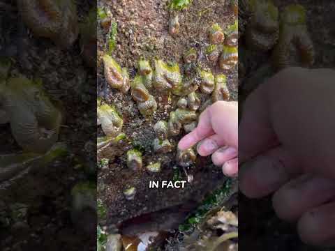 Impressive marine life - sea anemones! #funfacts #marinelife