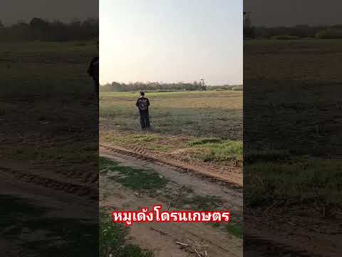 #funny #บ้านแท่นโดรนเกษตร #โดรนเกษตรบ้านแท่น #farming #คนอีสาน