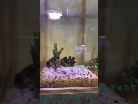 オトヒメエビの脱皮の瞬間！