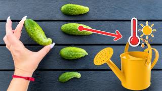 What The Shape Of Your Cucumbers Is Telling You. Act FAST