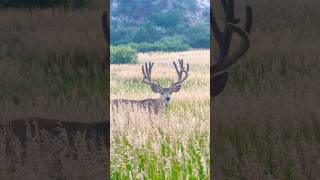 Buck with massive 8x8 rack #buck #deer #wildlifewatching