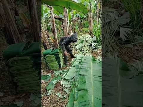 Special uses of Thai banana leaves! #funfacts