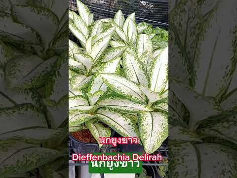 ต้นนกยูงขาว Dieffenbachia Delirah