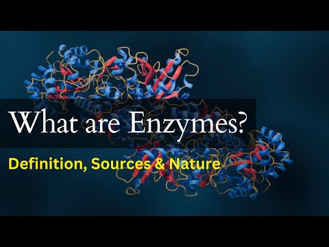 What are enzymes?  Introduction, Nature, Resoures, and Examples