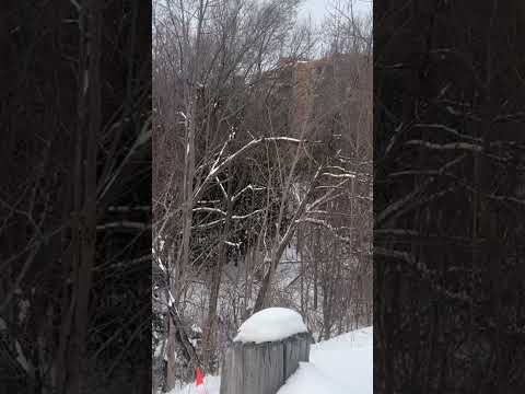 ❄️😬Still beautiful 😁😁#nature #naturelovers #ytshorts #snow #shorts