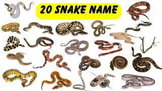 Snake Names for Kids | Types of Snakes in English | Preschool & Toddler Learning Video सांपों के नाम