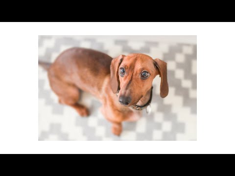 Dachshund Treat Camera (Petchatz)
