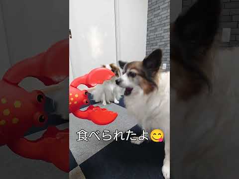 ビビりながらもおやつは食べたい犬がこれです #犬のおもちゃ #パピヨン #ザリガニ