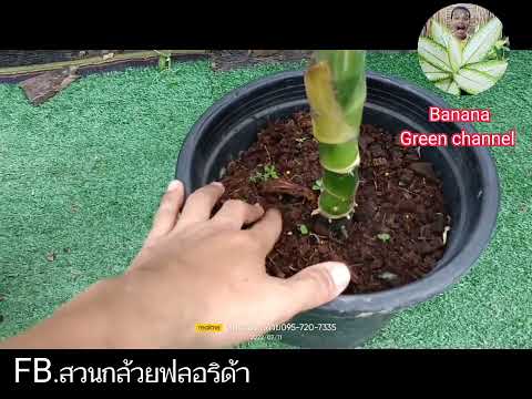 ต้นเหนือบารมี Dieffenbachia Above the Prestige