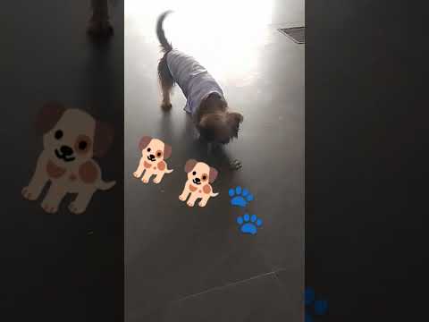 nakakita nanamn Ang asong makulit Ng toys nya🤣🤣