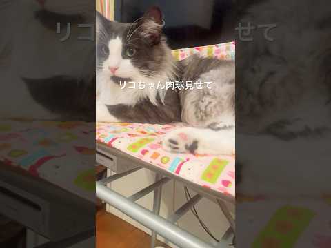 リコの可愛さがわかる動画#肉球#猫の鳴き声# #ノルウェージャンフォレストキャット #母猫 #猫のいる暮らし