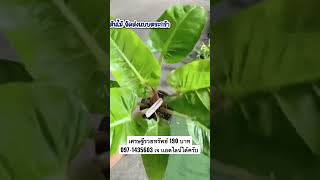#Rich people #Plant and get rich #Lucky plants to enhance your fortune #Lucky plants #9 lucky pla...
