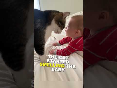 The way the cat is purring after smelling the baby😭🥰#shorts