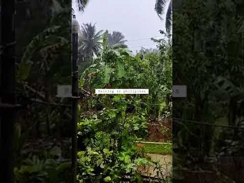 #philipines #rain #weather #daet#tourist