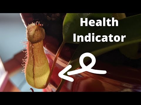 Should You Fill Pitcher Plants With Water? 🌱💧  (Dos and Don'ts on Pitcher Plant Care)