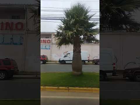 camino a casa