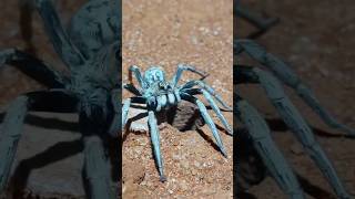 Wolf Spider Springs Out Of Hole! 🕳️#shorts