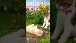 Hilarious Cats Doing Silly Things! 🐱😂hortCartoon #KidsAnimation #LearningWithFun #SafeForKids