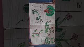 #plantsarefriends  #schoolproject  #evs #evsactivities  #schoolassignment #funlearning