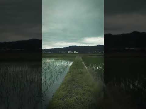 RICE475 - 新潟県南魚沼市の農家『山本家』の中でも特に土壌の質が良く、品質の高いお米が収穫される圃場を厳選