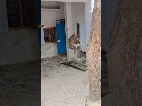 #how_dare_you?#monkey's_makeover.#funnymonkey 🤣🤣🤣🤣