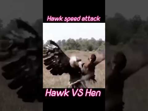 Hawk speed attack Hawk VS Nen#animals #tending #hawk #hen