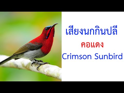 เสียงนกกินปลีคอแดง CRIMSON SUNBIRD ชัด 100% 2021