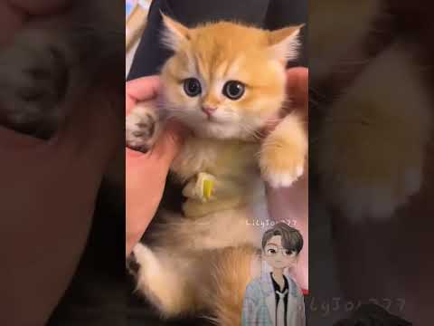 Dance dance pussycat #cat #pets #catlover #kitten #meow