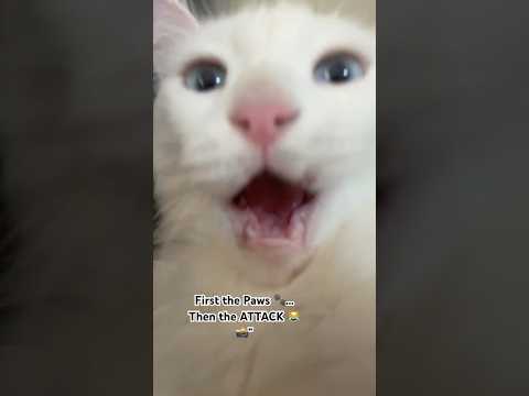 First the Paws 🐾… Then the ATTACK 😹