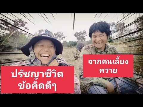 ฅนเลี้ยงควาย - อาชีพสร้างรายได้Channel