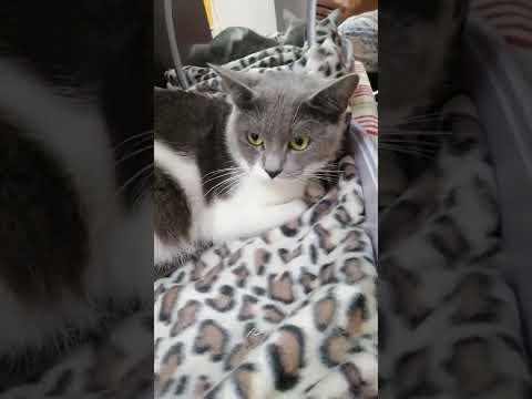 When your cat doesnt like to take shower 🐾🐾😺😺😺 @turabtv2607 @Ripple-l7t @kuronecats